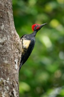 Datel indomalajsky - Dryocopus javensis - White-bellied Woodpecker o0749